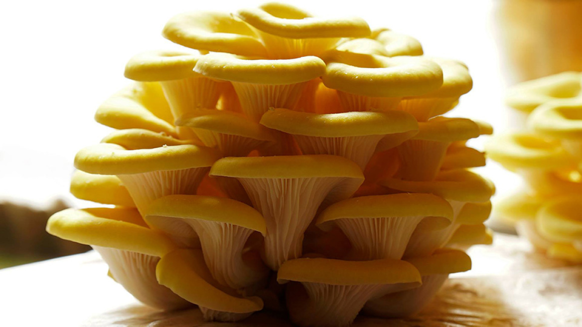 Πολυδύναμο λειτουργικό τρόφιμο από μανιτάρια