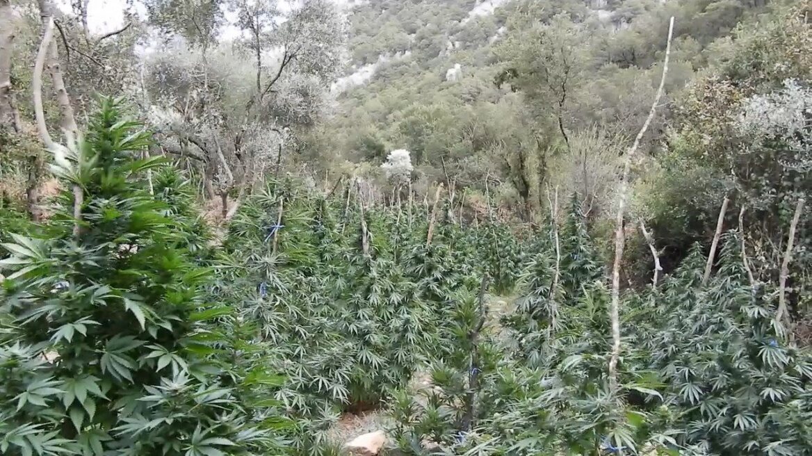 Αλλοδαποί καλλιεργούσαν 219 χασισόδεντρα στην Αράχωβα