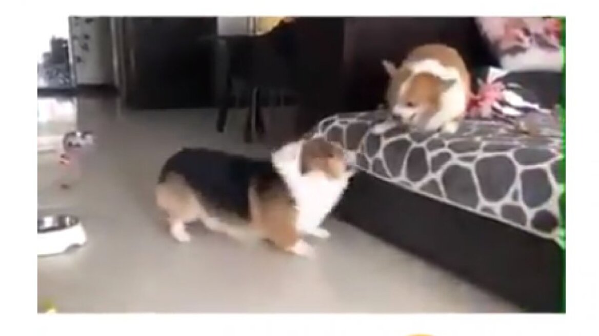 «Κλάψτε» με επικό σκυλοκαβγά: Μήπως είναι παντρεμένοι;!;