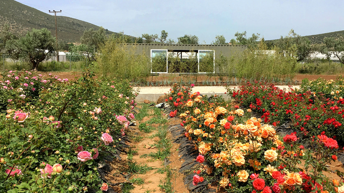 Η δύναμη μιας ανθοδέσμης