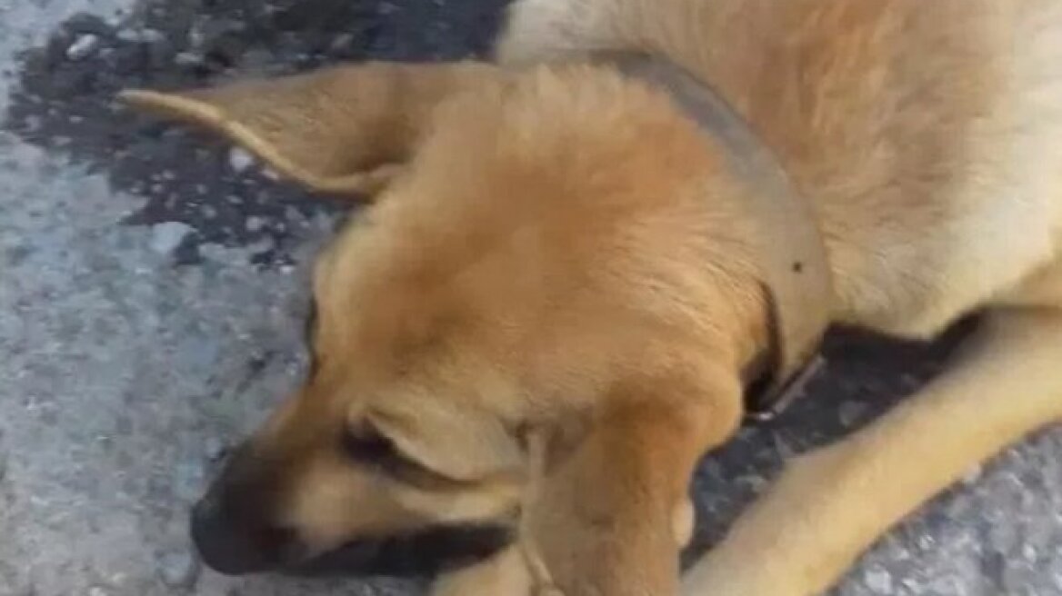 Κτηνωδία στα Χανιά: Πυροβόλησαν και σκότωσαν έγκυο σκυλίτσα!