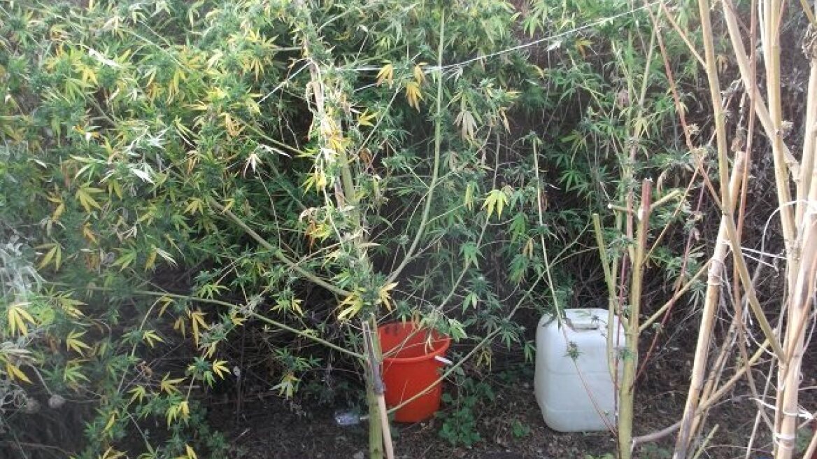 Μεσσηνία: Το ελικόπτερο ξετρύπωσε τη χασισοφυτεία ηλικιωμένου