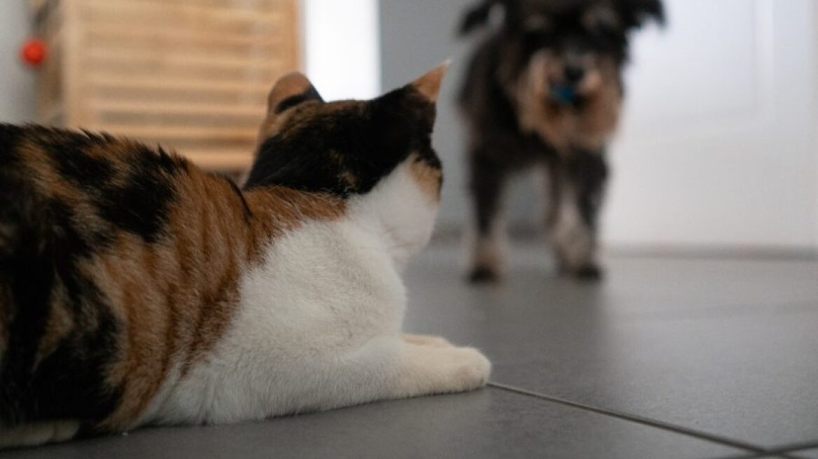 Νέες, τετράποδες αφίξεις στην οικογένεια της συντακτικής ομάδας του Marie Claire