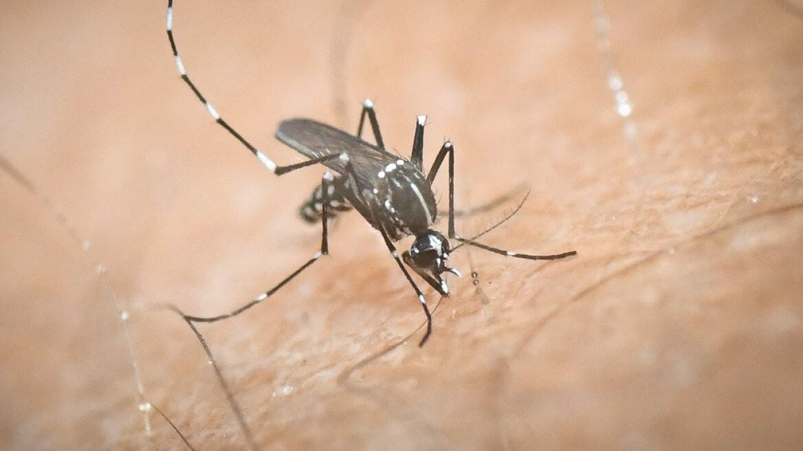 Ιός του Δυτικού Νείλου: 4 ακόμη θάνατοι σε μία εβδομάδα - 15 άνθρωποι νοσηλεύονται στην Εντατική