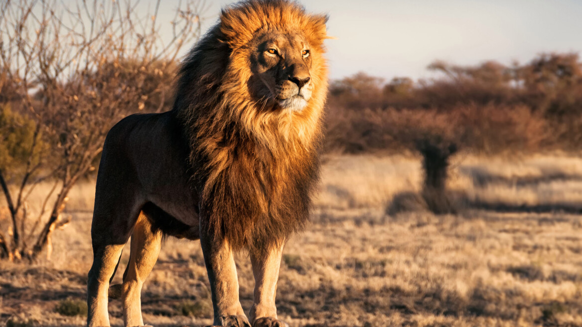 Μια ανησυχητική ασθένεια σκότωσε μέσα σε τρεις εβδομάδες 21 από τα λίγα ασιατικά λιοντάρια που έχουν απομείνει