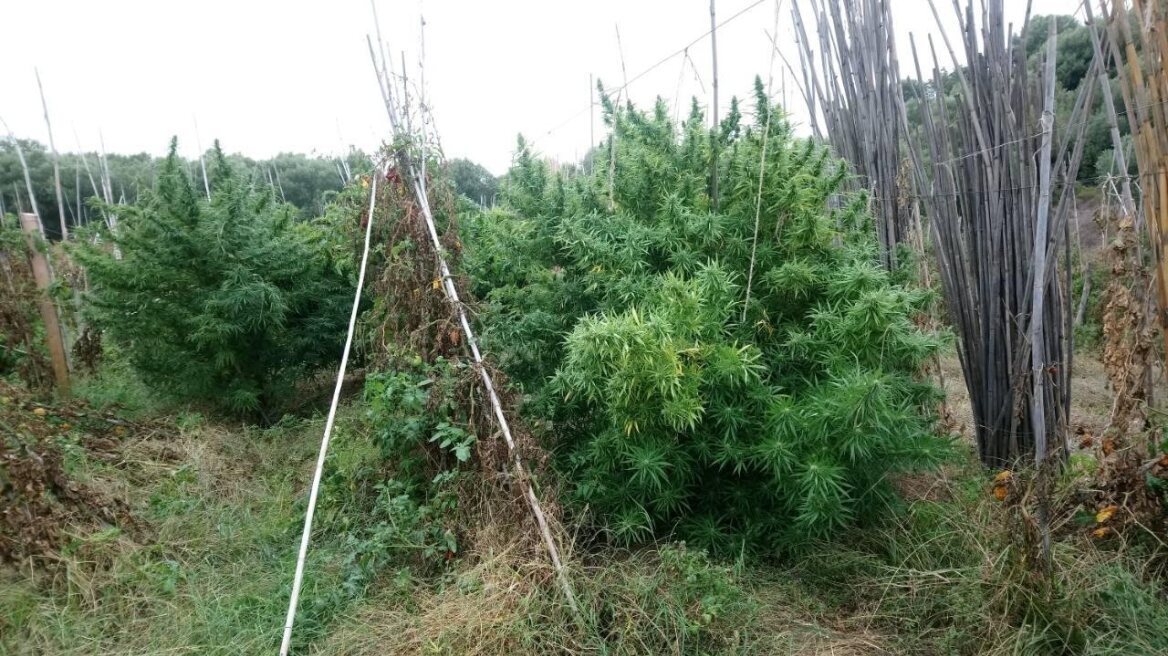 Χαλκιδική: Συνελήφθη 48χρονος με 17 κιλά κάνναβης και 30 χασισόδεντρα