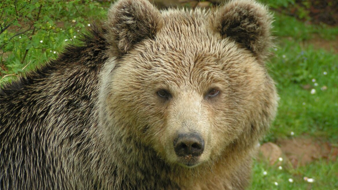 Η Πίνδος ανάμεσα στα 5 καλύτερα μέρη στην Ευρώπη για να συναντήσετε άγρια ζώα