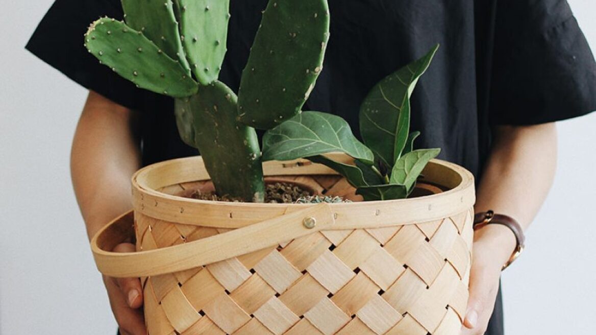 Το νερό κάκτου είναι το thing στην περιποίηση προσώπου