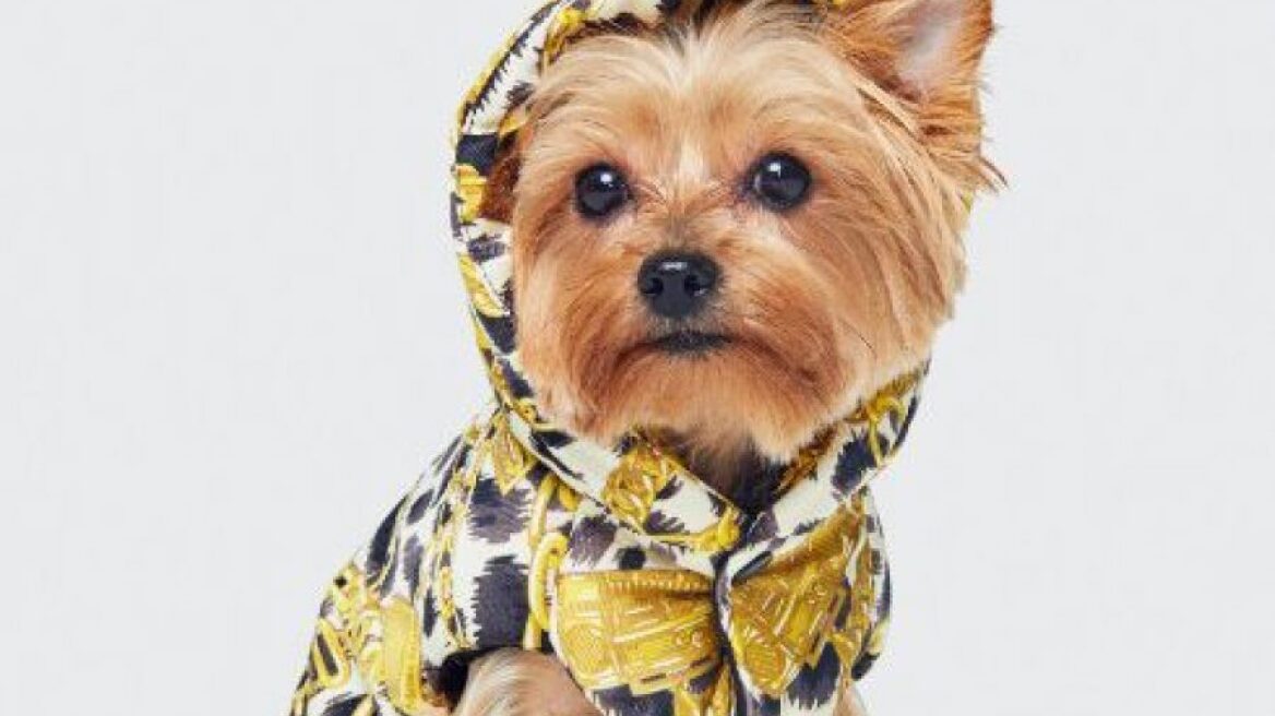Εσείς θα αγοράσετε αυτό το Moschino Jacket για το σκυλάκι σας;