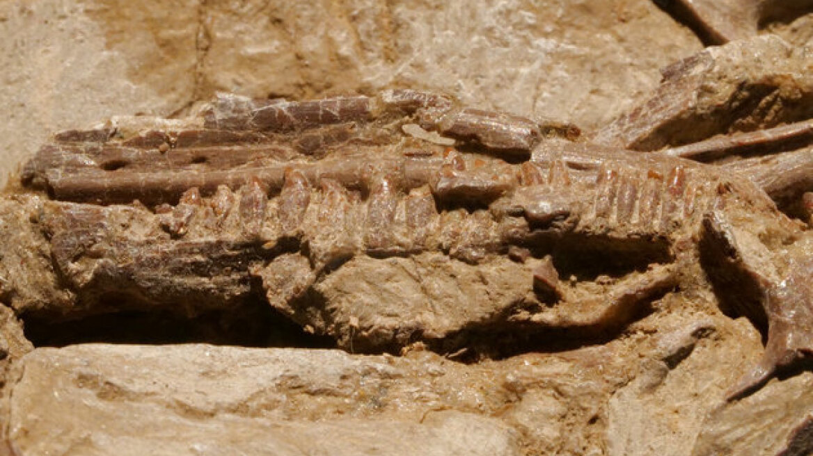 Βρέθηκαν κατά τύχη θαμμένοι δεινόσαυροι στην Κίνα