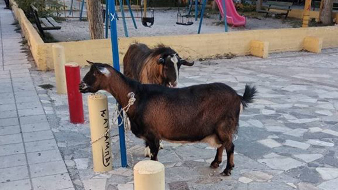 Ηράκλειο: Kατσίκα και τράγος «συνελήφθησαν» για... βανδαλισμό