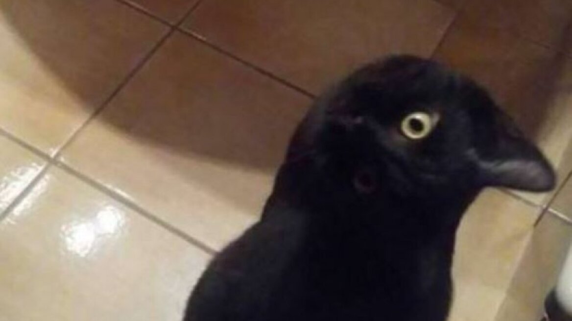 Φωτογραφία που... διχάζει: Είναι κοράκι ή γάτα
