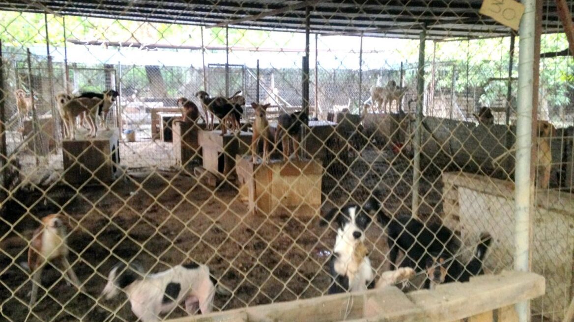 Συνελήφθη ο αντιδήμαρχος Σπάρτης για την κακή κατάσταση στο δημοτικό κυνοκομείο