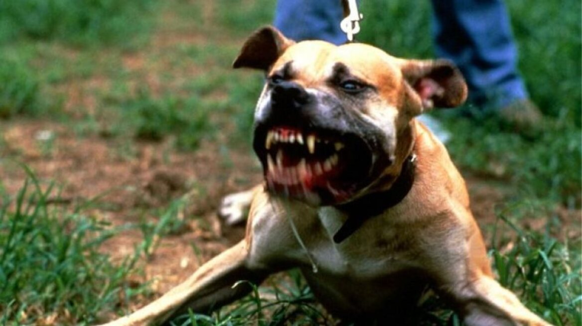 Κάτω Αχαΐα: Σκύλος έστειλε 25χρονη στο νοσοκομείο