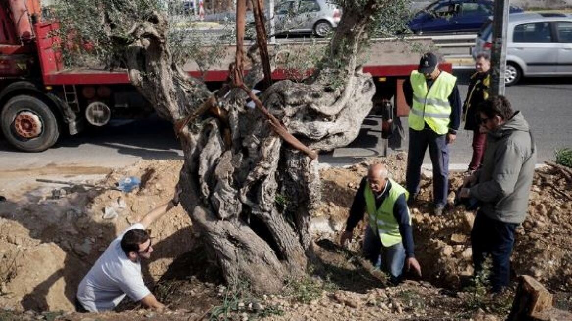 Μεταφύτευση ελαιοδέντρων στις πυρόπληκτες περιοχές της Αττικής