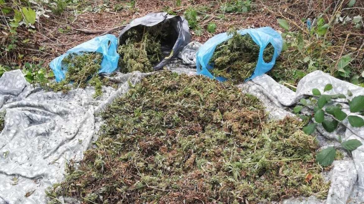 Ημαθία: Ηλικιωμένος έκρυβε σε θάμνους τριάμισι κιλά χασίς