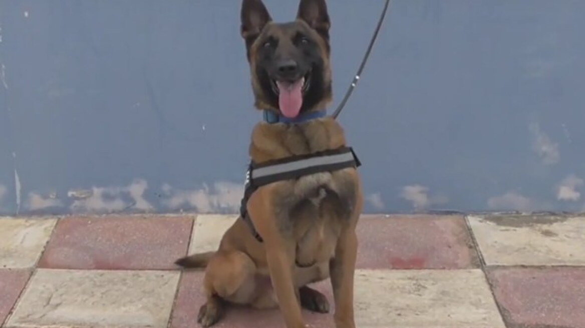 Ο «Κάλιμαν» ξετρύπωσε το οικογενειακό χασίς