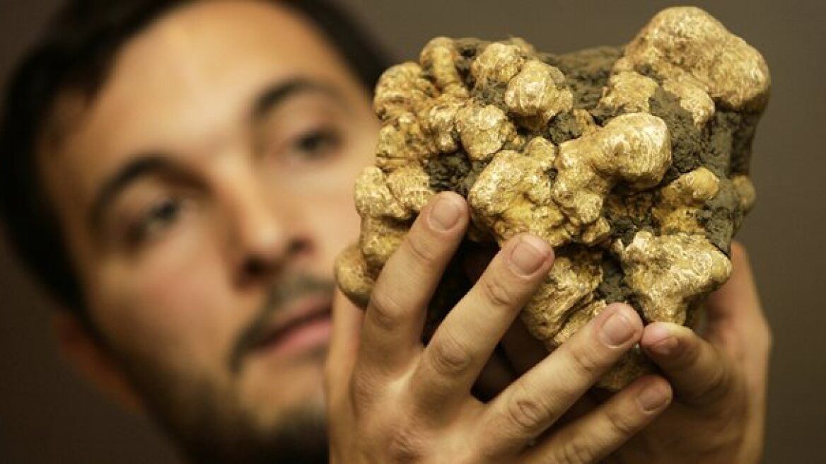 Ιταλία: Μια λευκή τρούφα της 'Αλμπα πωλήθηκε 85.000 ευρώ