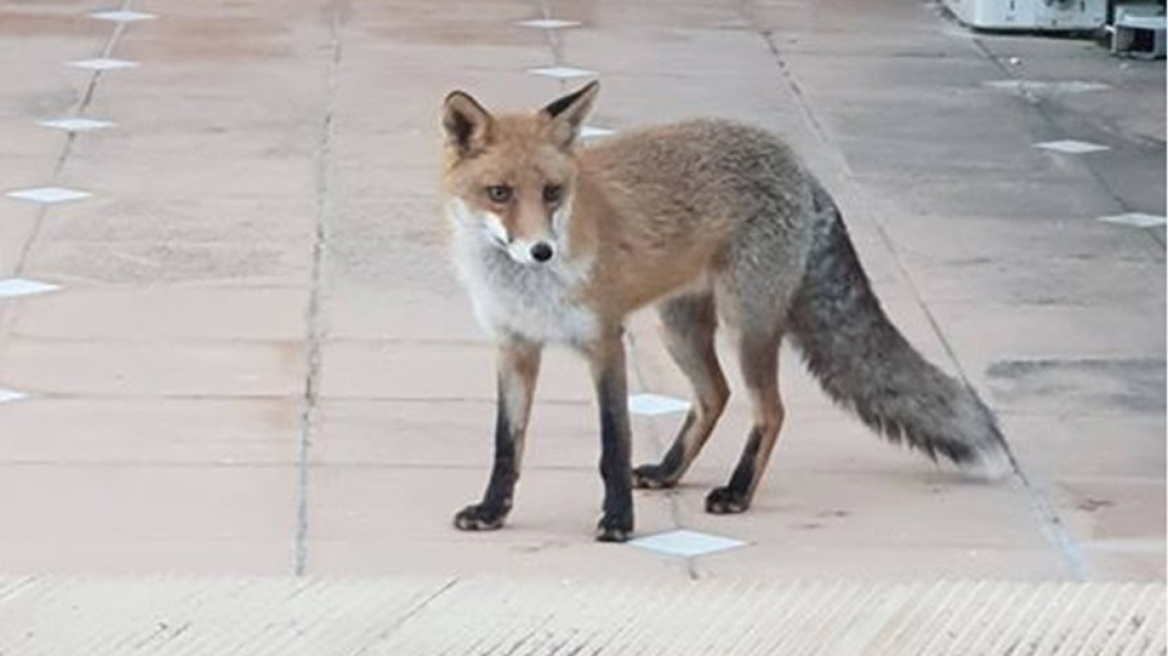 Τρίκαλα: Αλεπού δάγκωσε 19χρονο - Του χορηγήθηκε αντιλυσσικός ορός