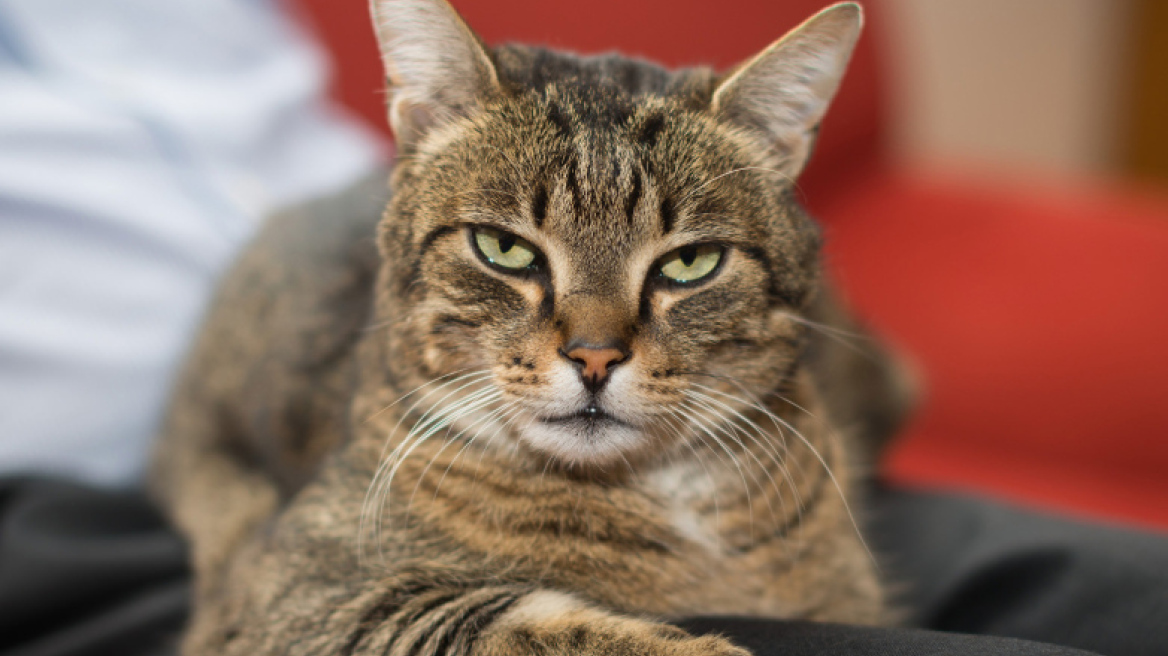 Βρετανός πέθανε από λύσσα όταν τον δάγκωσε γάτα στο Μαρόκο