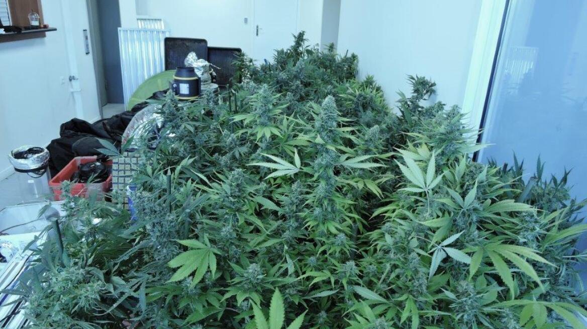 Λέσβος: 45χρονος αποξήραινε χασισόδεντρα στην αποθήκη του