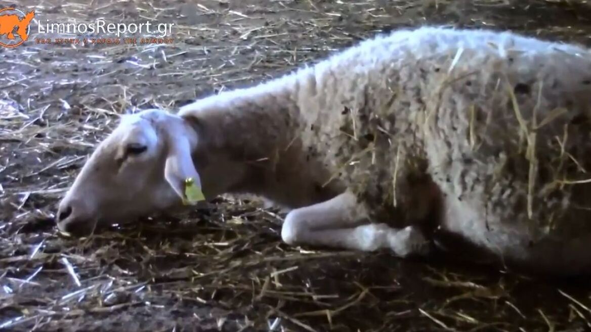 Ελάφια επιτέθηκαν και σκότωσαν πρόβατα στη Λήμνο