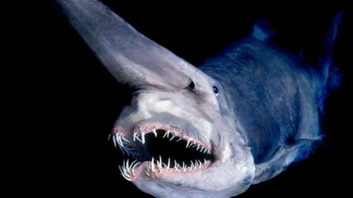 Τα πιο τρομακτικά πλάσματα στα βάθη των ωκεανών