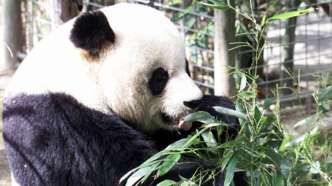 O Γκάο Γκάο, το 28χρονο γιγάντιο πάντα επέστρεψε στην Κίνα