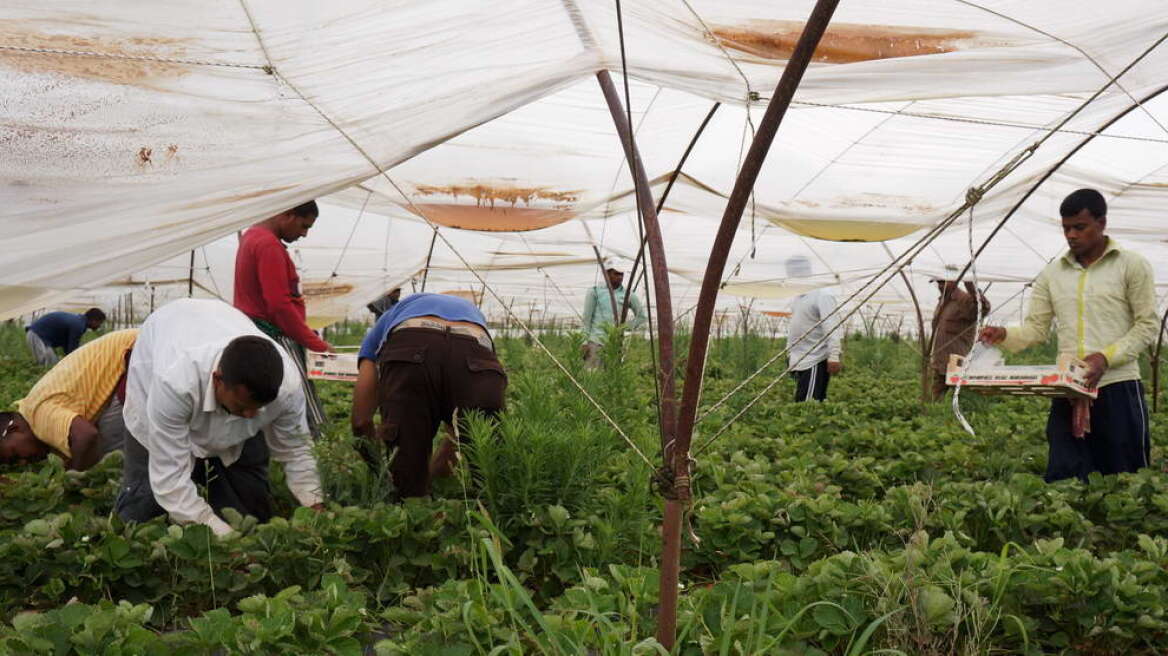 Βία, ρατσισμό και εκμετάλλευση βιώνουν οι μετανάστες εργάτες στον αγροτικό τομέα 