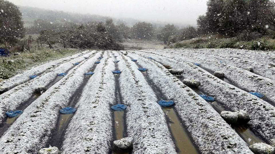 Κατατίθενται σήμερα στους λογαριασμούς των δικαιούχων από τον ΕΛΓΑ, 17 εκ. ευρώ για τις ζημίες του 2017