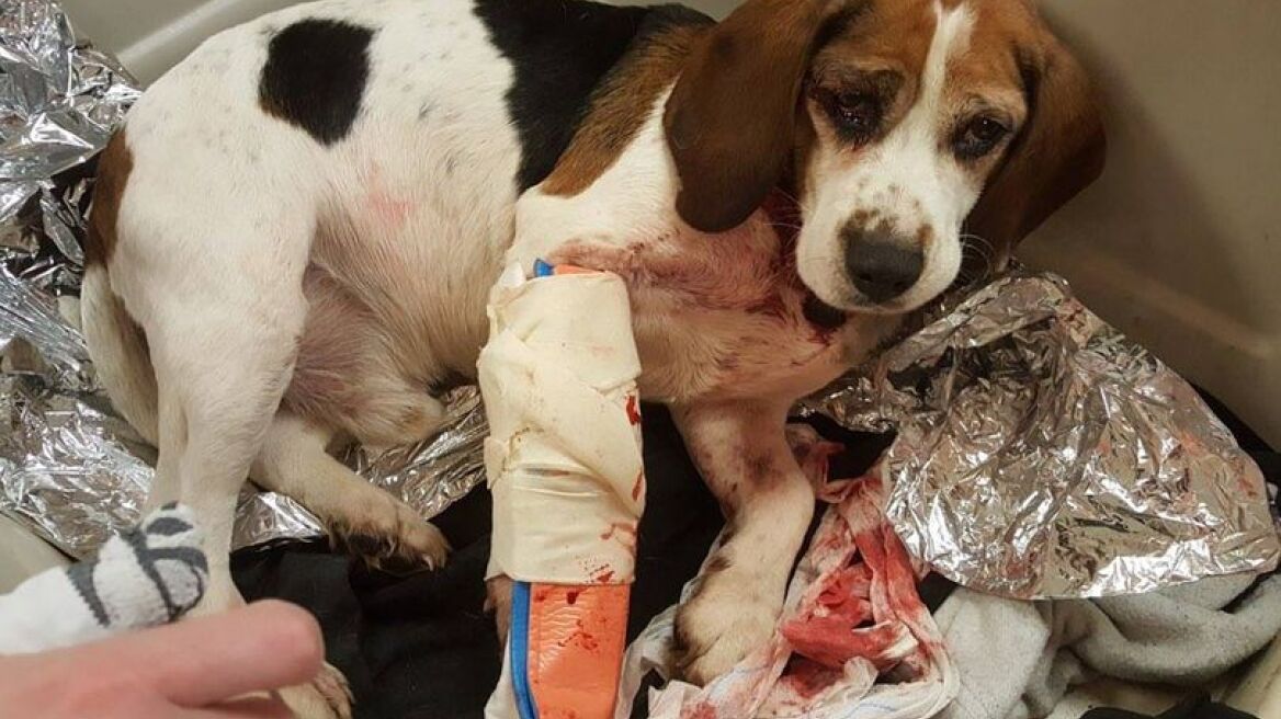 Νέα Υόρκη: Πέταξε τα σκυλιά του από το παράθυρο του αυτοκινήτου! 