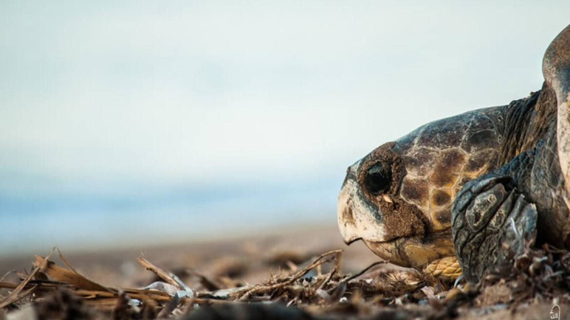 Πάνω από χίλιες φωλιές καρέτα-καρέτα μετρήθηκαν το 2018 στη Ζάκυνθο 