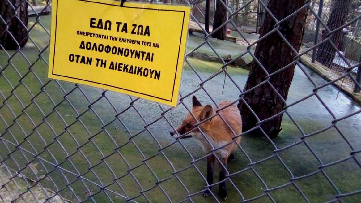 Διαμαρτυρία αναρχικών στον ζωολογικό κήπο Θεσσαλονίκης