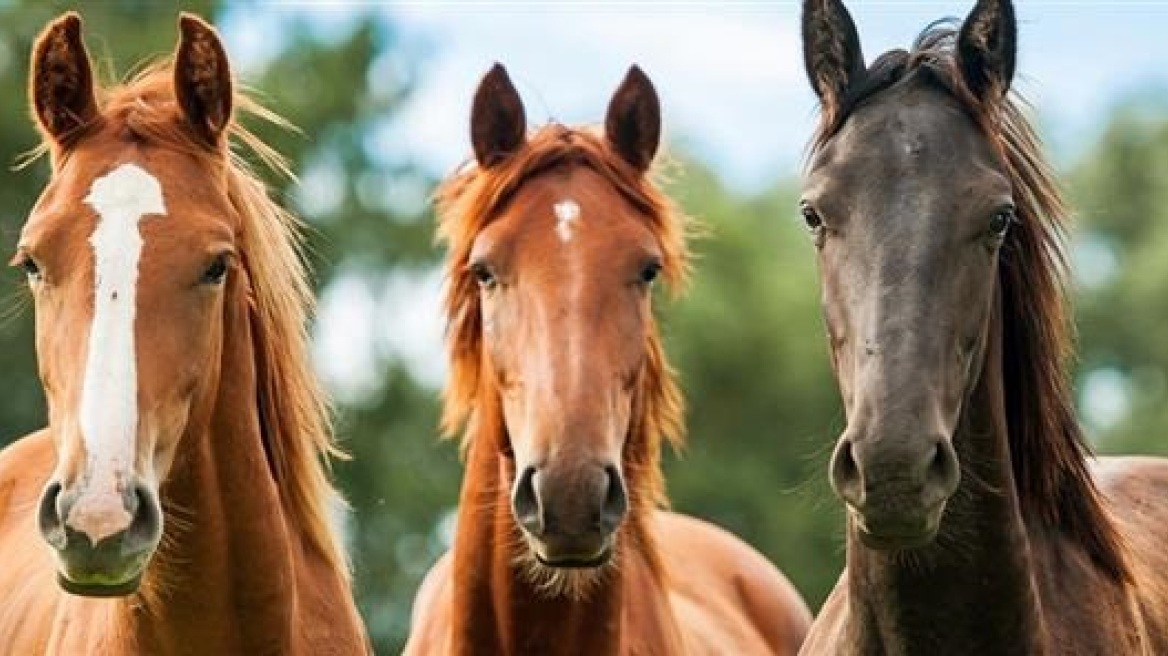 Άλογα βγήκαν στους δρόμους και σκόρπισαν τον πανικό στη Ρόδο!