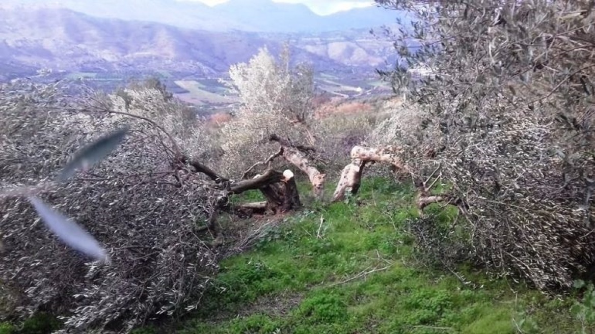 Σε απόγνωση αγρότης στην Κρήτη: Του έκοψαν 100 ρίζες ελιές ηλικίας άνω των 35 ετών
