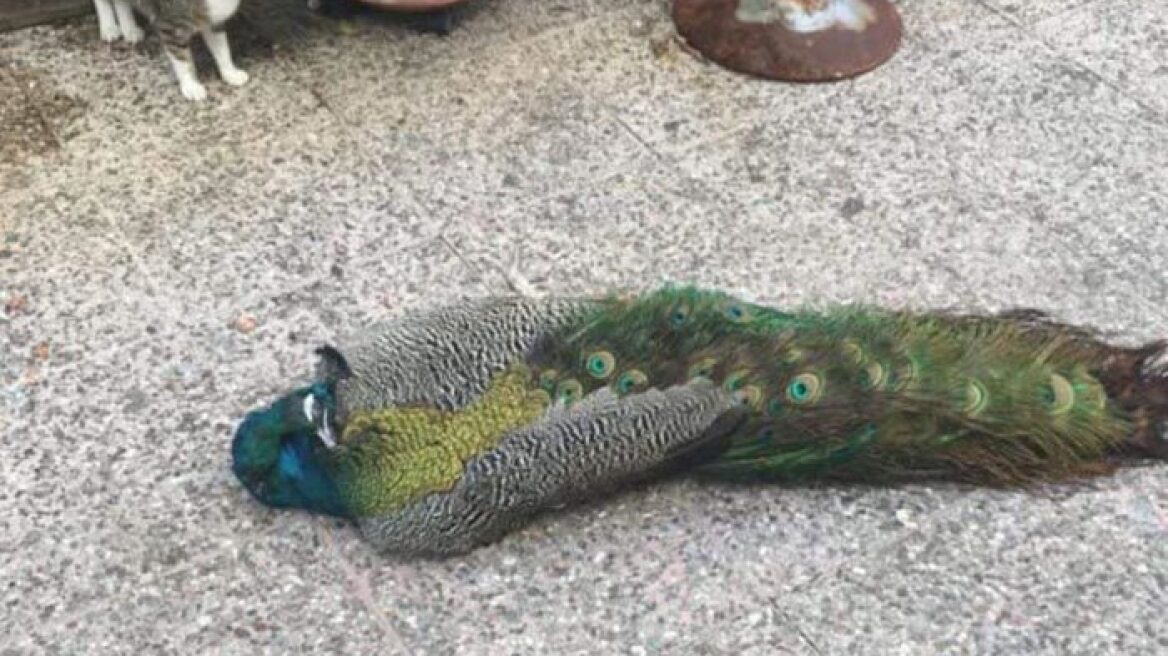 Αδιανόητο... Δηλητηρίασαν το παγώνι της Αμφιλοχίας