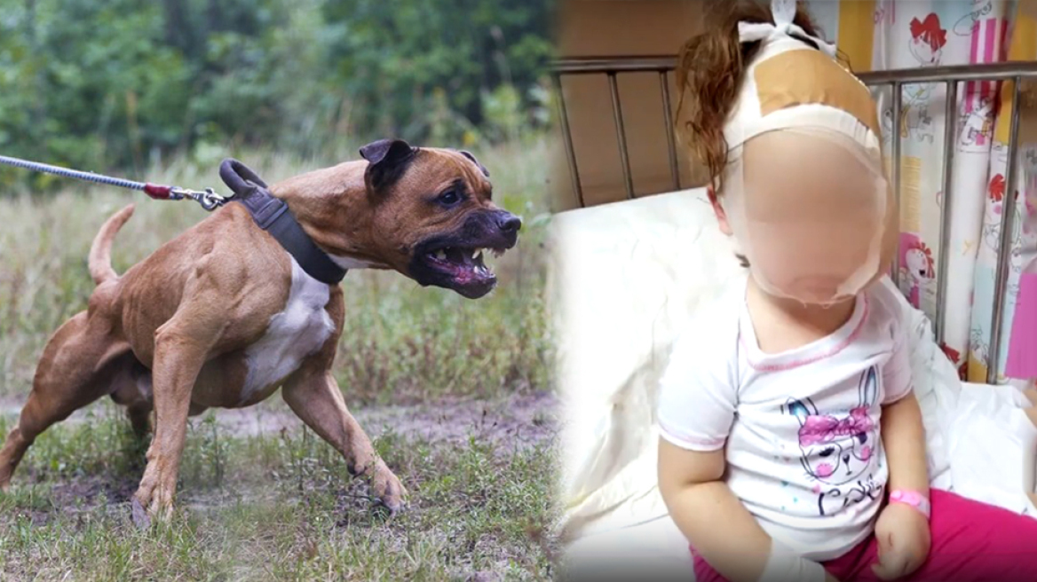 Επίθεση πιτ μπουλ στο Ίλιον: «Μου είπε πως το σκυλί είναι ακίνδυνο και μετά χίμηξε στο παιδί» λέει ο πατέρας της 3χρονης