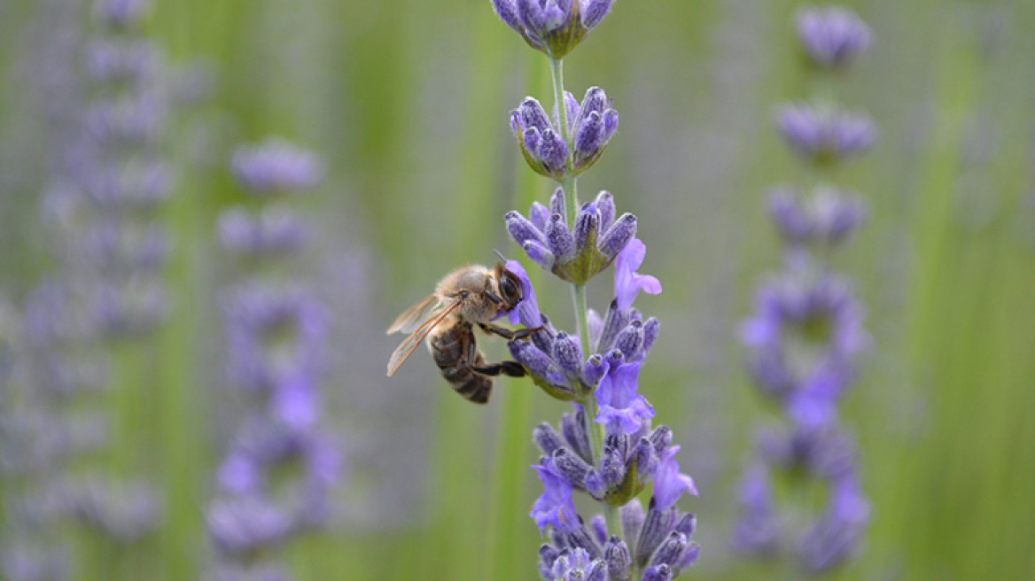 Το μελισσοσμήνος και η λεβάντα!