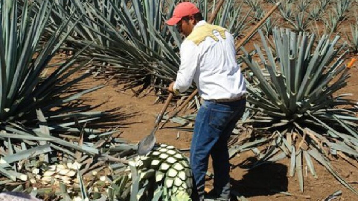 Δες πώς φτιάχνεται η τεκίλα στο μακρινό Μεξικό