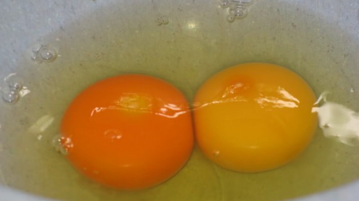Ποιον από τους δύο κρόκους αβγών θα επέλεγες;