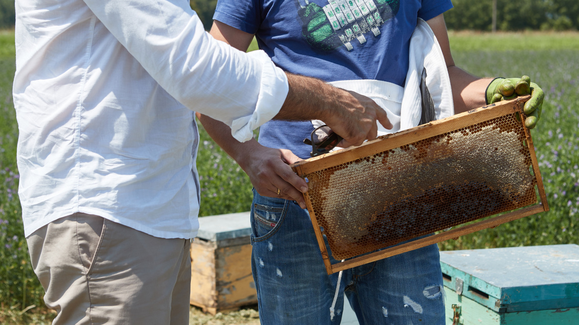 Φθιώτιδα: Πέταξαν 200 κιλά μέλι που έκλεψε ο αντιεξουσιαστής!
