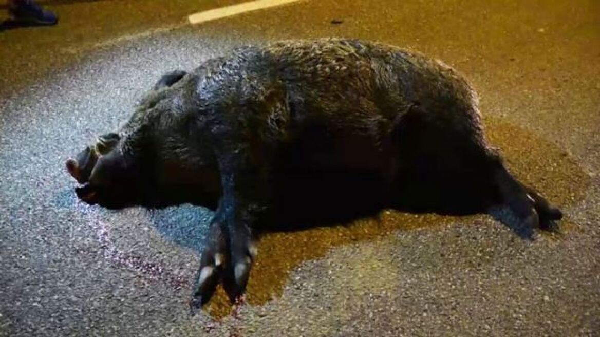 Φθιώτιδα: Νεκρός 49χρονος επιχειρηματίας σε τροχαίο με αγριογούρουνο