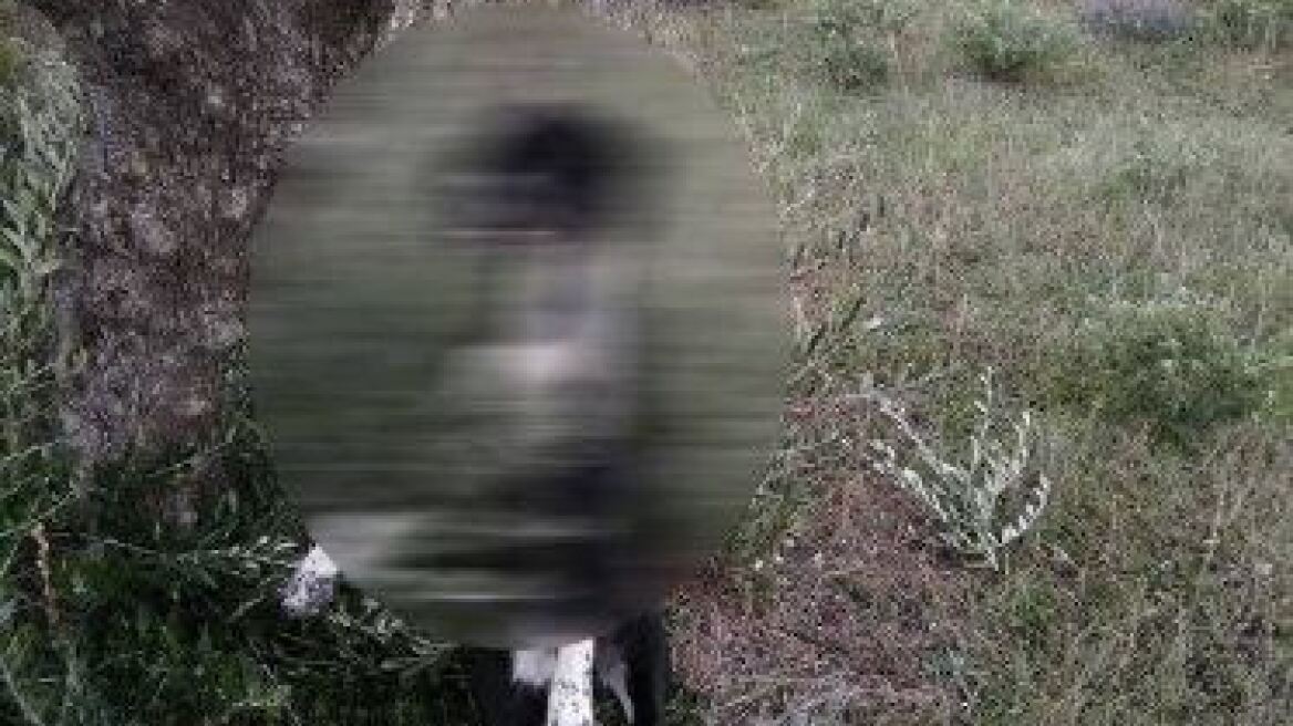 Κάρπαθος: Σκύλος βρέθηκε κρεμασμένος σε ελιά 