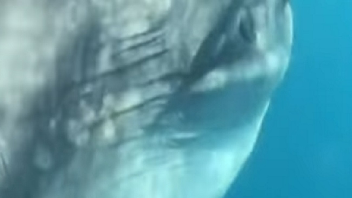 Σπάνιο γιγάντιο ψάρι που ζει στον Ατλαντικό εμφανίστηκε στη Ζάκυνθο