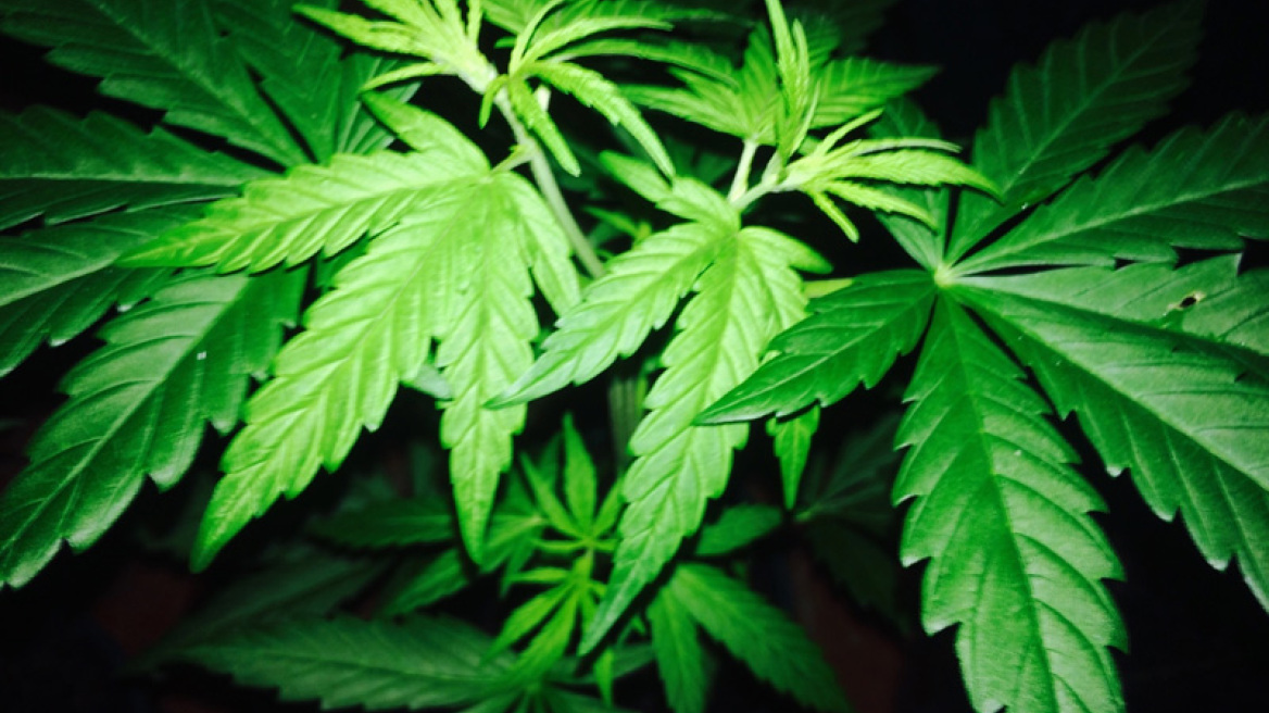 Έρευνα: Οι χρήστες κάνναβης έχουν περισσότερες πιθανότητες να νιώσουν εξαπατημένοι και αποξενωμένοι