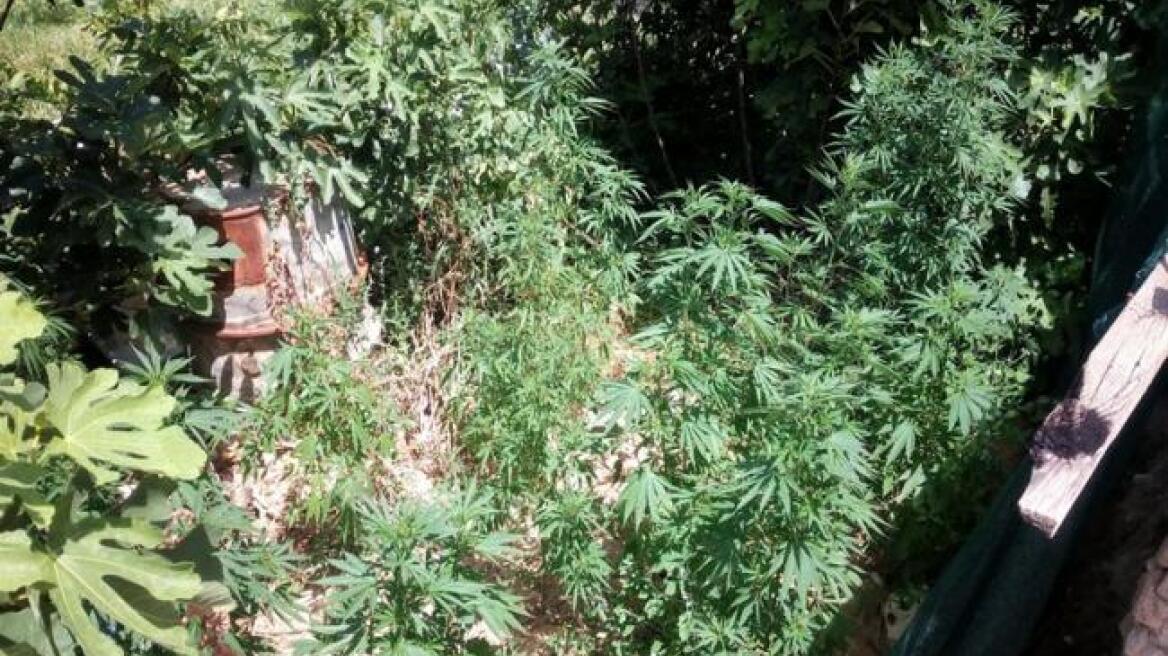 Διέρρηξε το σπίτι χασισοκαλλιεργητή και στη συνέχεια... τον «κάρφωσε» στην αστυνομία