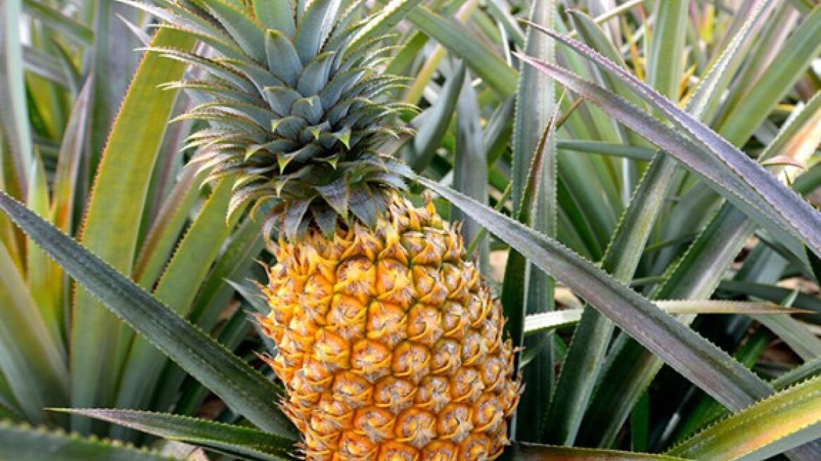 8 λαχανικά και φρούτα που φυτρώνουν λίγο… περίεργα