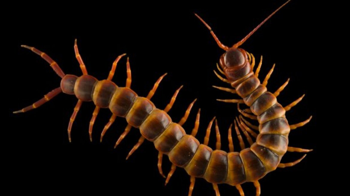 Φωτογραφία: Αυτή είναι η μεγαλύτερη σαρανταποδαρούσα στον κόσμο