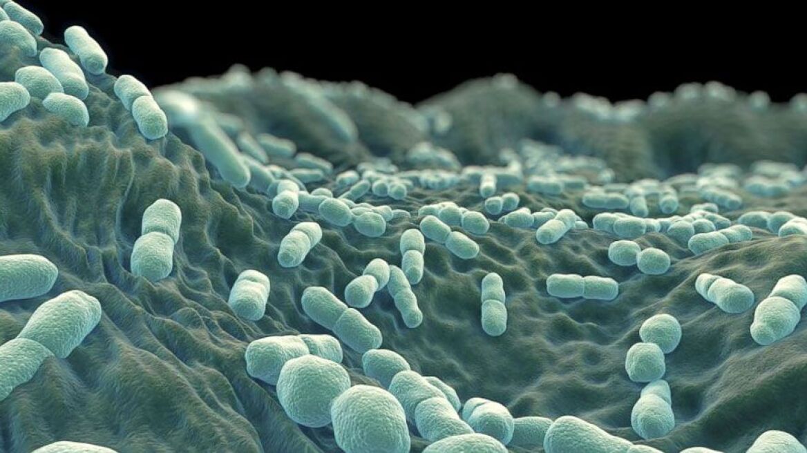 ΕΦΕΤ: Αύξηση των μολύνσεων από λιστέρια σε ευάλωτες ομάδες του πληθυσμού