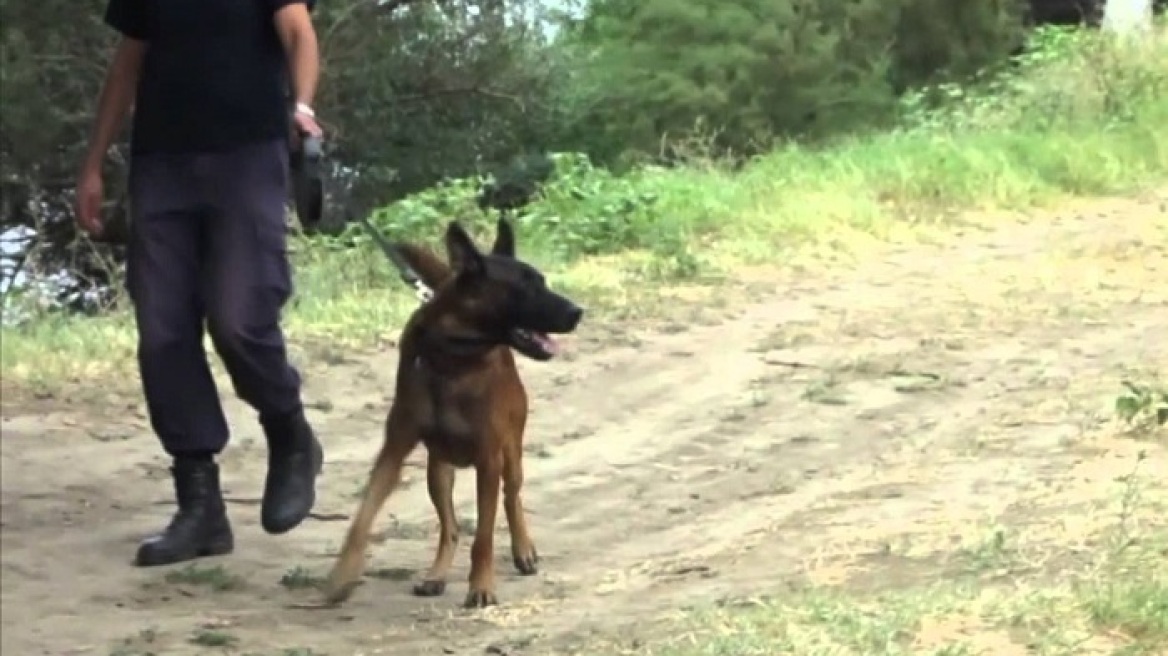 Αστυνομικός σκύλος ξετρύπωσε Αλβανούς που μετέφεραν 128 κιλά χασίς στο αμάξι τους